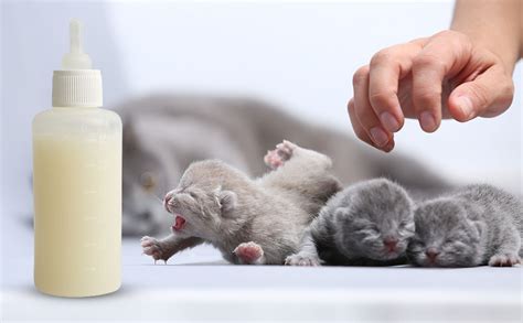 Biberon e latte specifico per gattini
