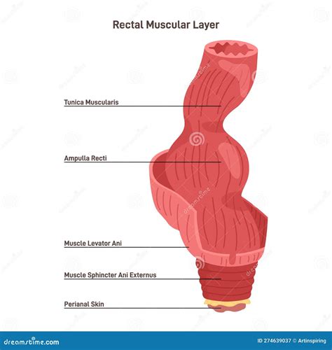 illustrazione anatomica del retto umano