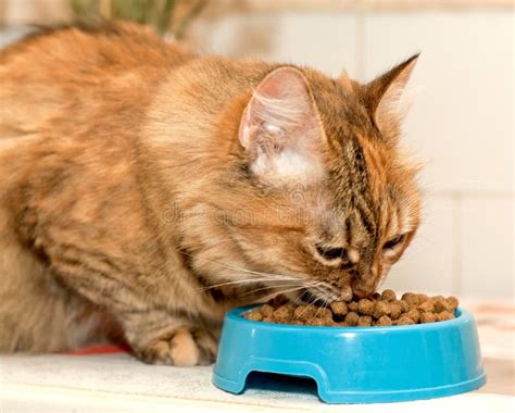 Gatto che mangia alimento per gatti