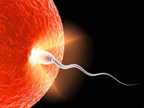Ricerca sulla fertilità