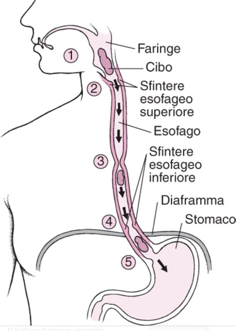 Diagramma dell'anatomia esofagea e dello sfintere esofageo inferiore