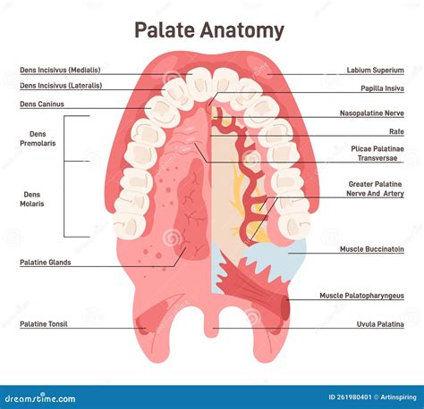 Diagram showing palate deformation