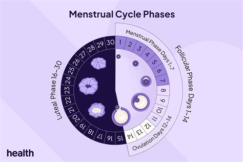Overview of menstrual cycle phases