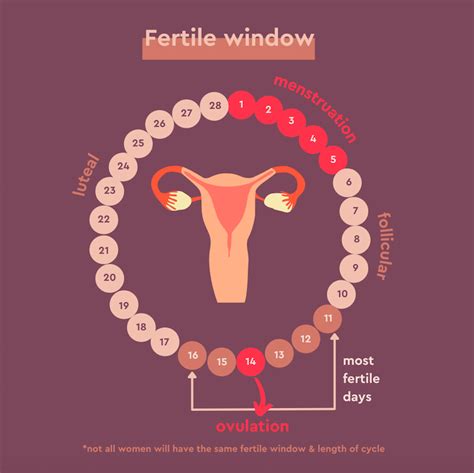 Fertile window diagram