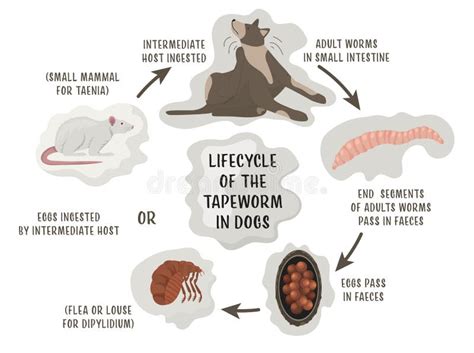 diagramma del ciclo vitale dei parassiti intestinali nei gattini