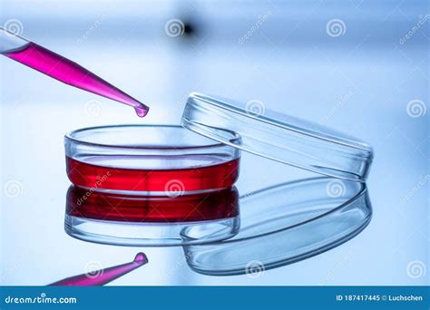 Microscopio con embrioni in una capsula di Petri