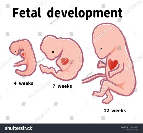 Illustration of fetal development in the first trimester