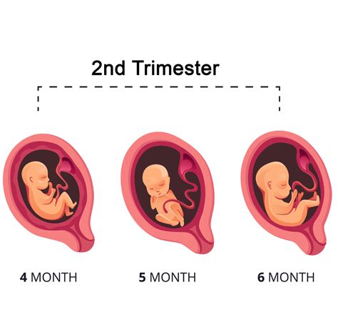 Illustration of fetal development in the second and third trimester