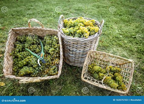 Bambini che raccolgono l'uva con cestini di vimini
