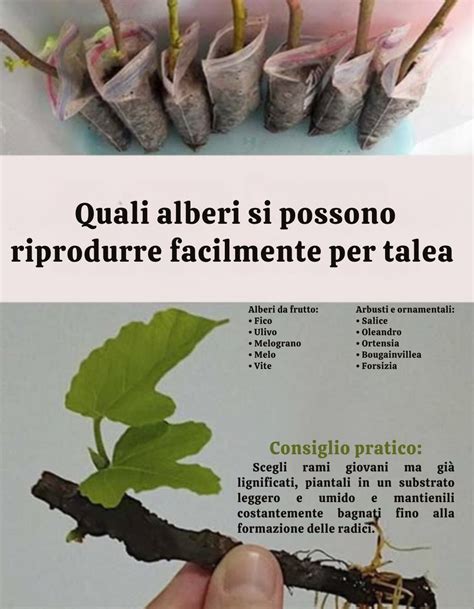 Talea appena piantata con germogli