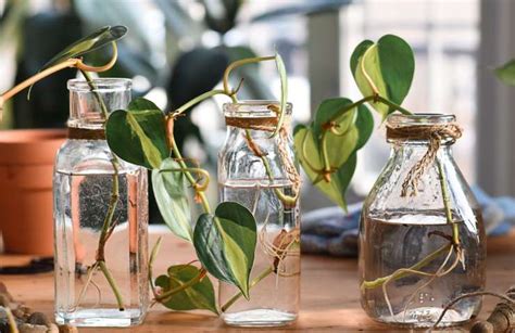Talee di Pothos che radicano in acqua
