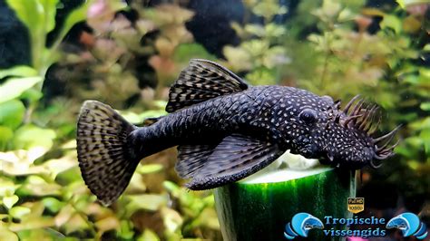 Ancistrus dolichopterus nell'acquario