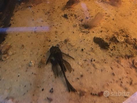 Ancistrus femmina con l'addome gonfio prima della deposizione