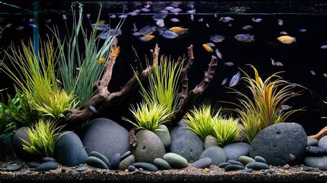Acquario ideale per Ancistrus con legni, piante e grotte