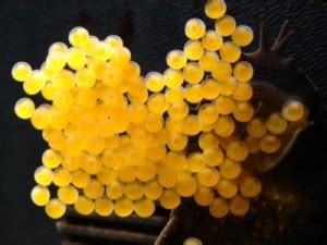 Uova di Ancistrus arancioni all'interno di una grotta