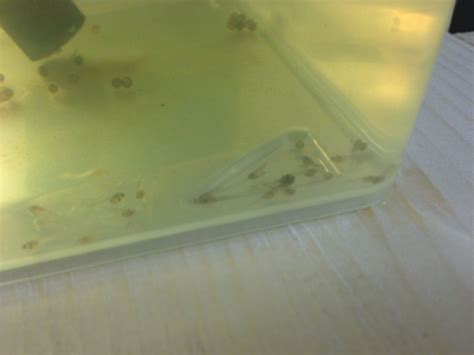Larve di Ancistrus appena schiuse con sacco vitellino