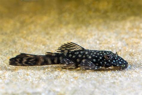 Giovane Ancistrus avannotto