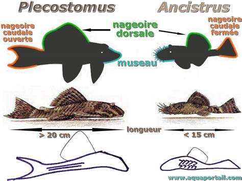 Differenze morfologiche tra Ancistrus, Hypostomus e Pterygoplichthys