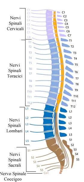 Distribuzione Nervi Spinali