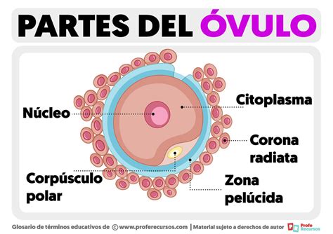 Distinzione tra ovulo biologico e ovulo vaginale
