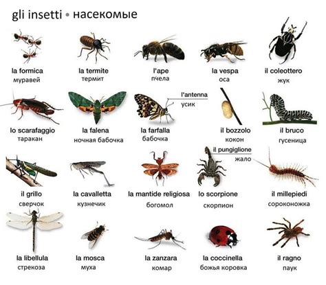 Vari tipi di insetti da pasto