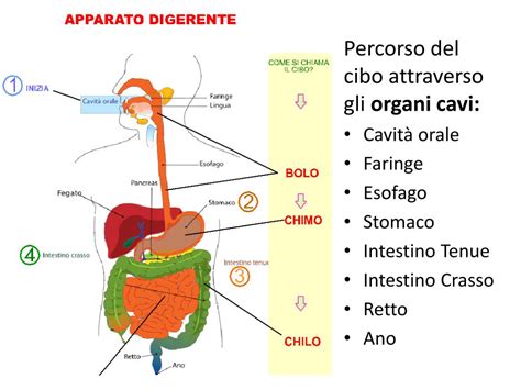 Schema che illustra il percorso del cibo attraverso l'intestino, evidenziando la peristalsi