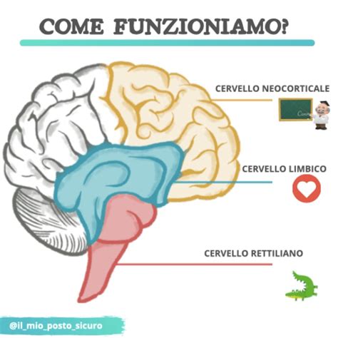 Diagramma della lateralizzazione del cervello infantile