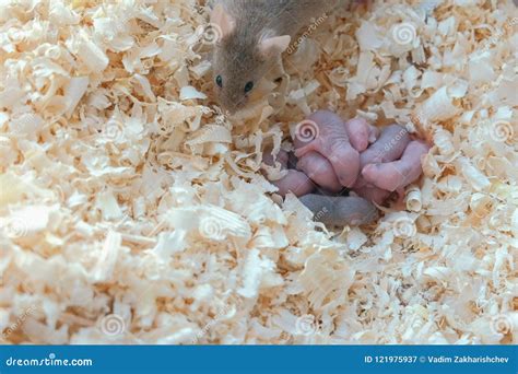 Topi neonati nel nido con la madre