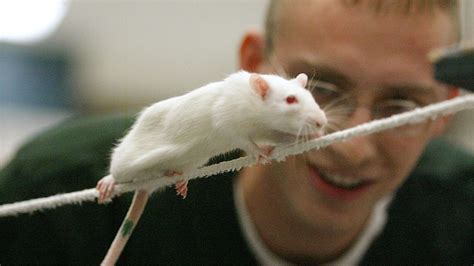 Topi da compagnia in ambiente domestico