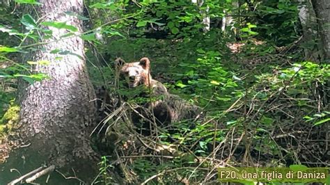 Orso che cerca tranquillità nel suo orto
