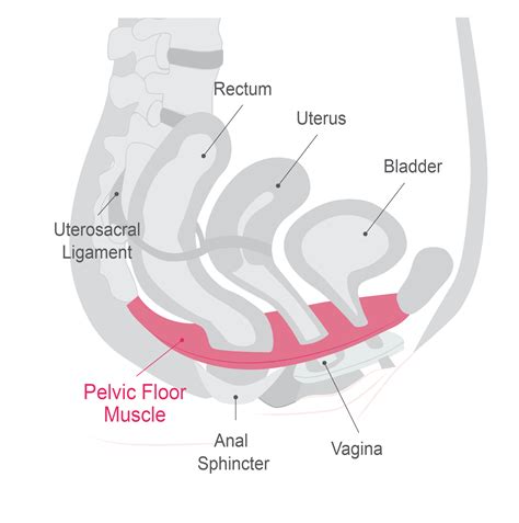 Pelvic floor diagram