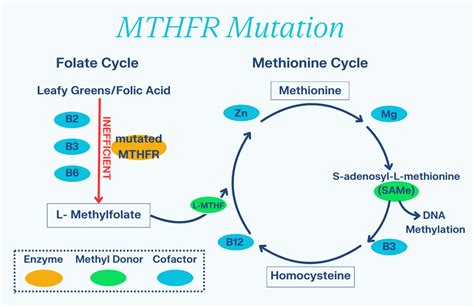 MTHFR gene mutation diagram