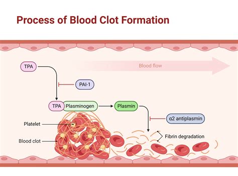 Blood clot formation diagram