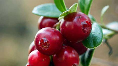 Mirtillo rosso (Vaccinium macrocarpon)