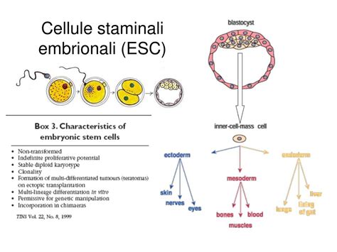 Differenze tra cellule staminali embrionali e adulte