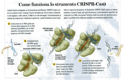 Struttura del sistema CRISPR/Cas9 con RNA guida e enzima Cas9
