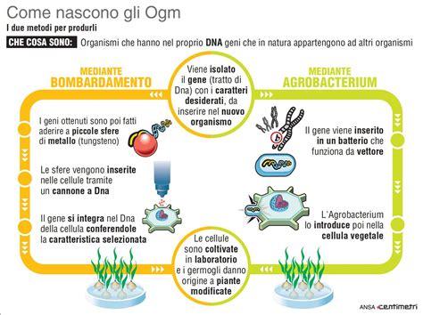 Confronto tra piante OGM tradizionali e piante CRISPR-editate