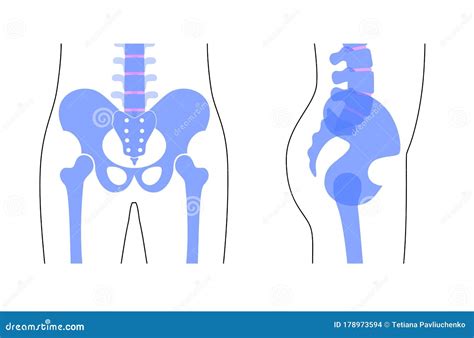 diagramma comparativo del bacino umano rispetto ai primati e la rotazione fetale