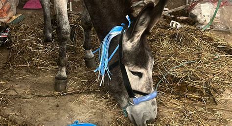 Un ciuccio (asino) in un campo rurale, simbolo dell'animale da soma nella tradizione contadina