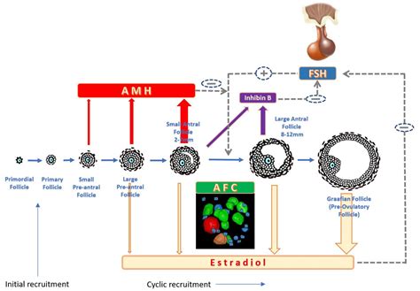 Illustrazione Marcatori Ovarici (FSH, AMH, AFC)
