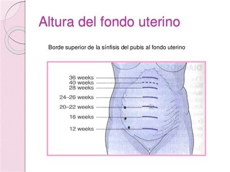 Misurazione dell'altezza del fondo uterino