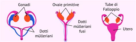 Diagramma schematico dell'utero didelfo