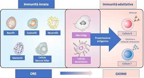 rappresentazione del sistema immunitario che reagisce a un'infezione
