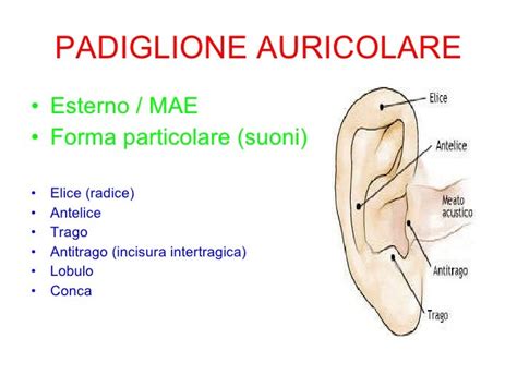 illustrazione anatomica del padiglione auricolare con evidenza dell'antelice e della conca