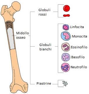 Diagramma comparativo tra il processo di trapianto di midollo osseo tradizionale e quello da sangue cordonale, evidenziando le fasi e le fonti