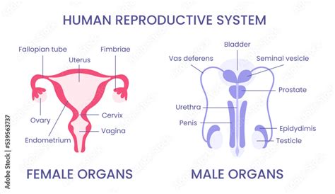 Reproductive system diagram