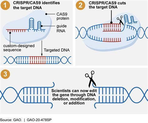 Diagram illustrating gene editing