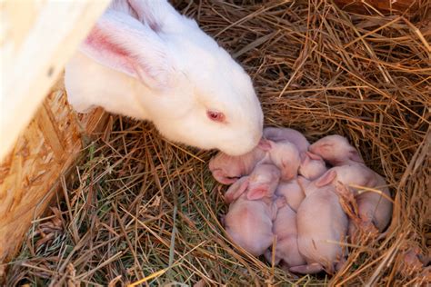 Nido di coniglia con cuccioli
