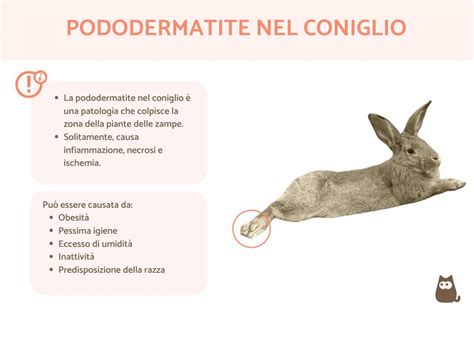 Sintomi di pseudogravidanza nel coniglio