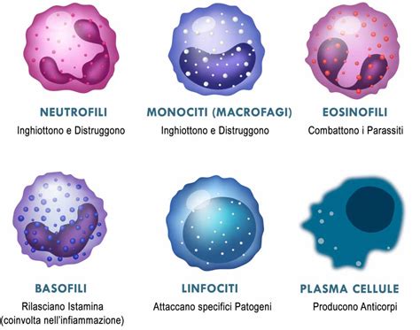 Microscopio che ingrandisce le cellule del muco cervicale con globuli bianchi